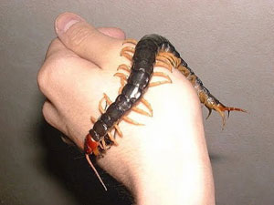 Escolopendra